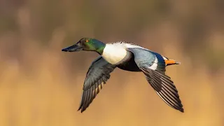 Paraje Natural Laguna Grande de Baeza. Ríos, Arroyos y Manantiales. Fauna5. Pato Cuchara.