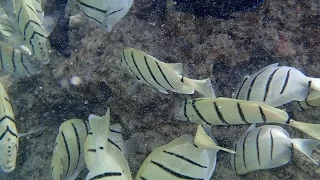 HANAUMA BAY, HAWAII: Amazing snorkeling on Oahu in HD