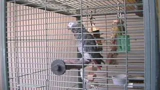 African Grey Congo Parrot talking