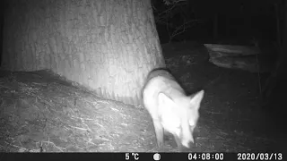 Camera Trap Footage - Fox (Vulpes vulpes)