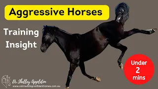 Aggressive Horse - Watch This Horse Improve