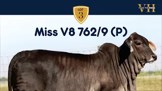 Miss V8 762/9 (P) Black Polled Brahman Heifer from Made for Magic VII Online Sale