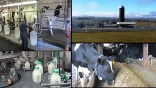 Carolina Impact - Home Milk Delivery