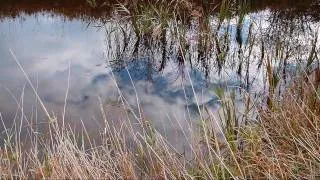 Sunday at the George C. Reifel Migratory Bird Sanctuary