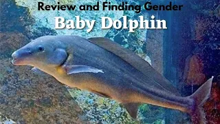 This is an Aquarium Dolphin | Baby Dolphin