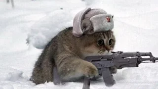 военный кот