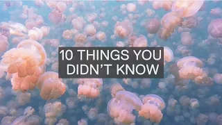 10 AMAZING FACTS ABOUT JELLYFISH