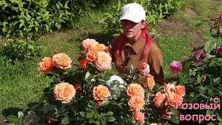 Роза Бельведер  Первое цветение