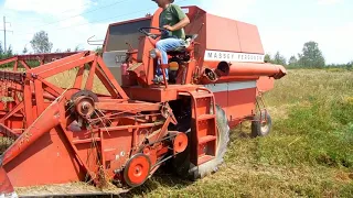 жнива 2018 овёс и Massey Ferguson (Моисей)