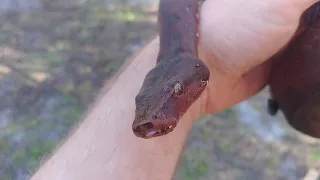 Red Solomon Island Boa Adult Female : her name is Carnage!