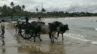 Arugam Bay Beach-One Day Trip