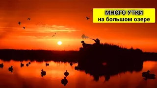 Охота на уток ОСЕНЬЮ С ЧУЧЕЛАМИ - Очень много северной утки на большой воде