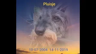 Pluisje, voor altijd in ons hart