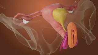 Anatomie et plaisir féminin 👄♀️: connaitre les organes génitaux - Gams Vidéostorytelling by Néologis