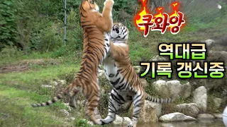 ☆매번 역대급 갱신중☆ 무궁이의 텐션은 어디까지인가.. Famous Tiger in Korea, cat tiger #태범 #무궁 #백두대간호랑이