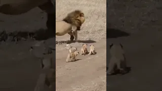 lion vs baby lion  👑