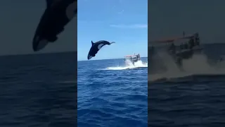 mid air collision between killer whale and dolphin 😱 #shorts