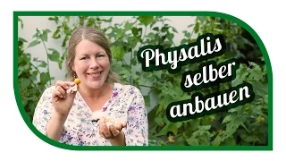 Physalis erfolgreich im Garten anbauen 🍑 Von der Aussaat bis zu Ernte