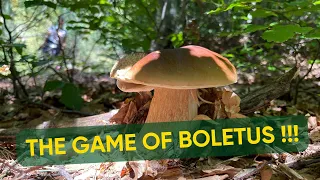 Back in the #wood, where is full of #boletus !!!