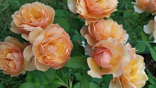 Мой сад  роз. Цветение роз в июне 2020 , 52 красивых  сорта