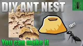 How to Build an Ant Nest | Do It Yourself Ant Keeping 101 - Ant Holleufer