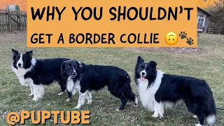 Why You Shouldn't Get A Border Collie!