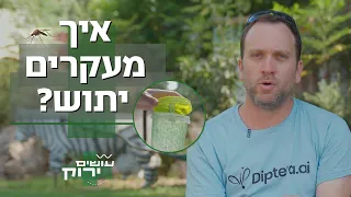 איך מעקרים יתושים? | עושים ירוק