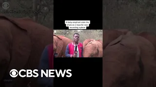 Reporter in Kenya gets interrupted by baby elephant #shorts