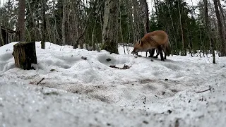 НА БОЛОТЕ...