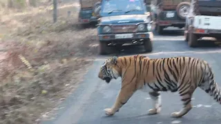 Taru Tiger | Tadoba | Devada Buffer Zone | 24 Jan 2023