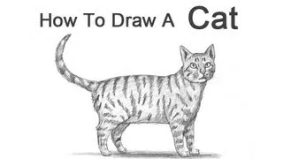 How to Draw a Cat (Tabby)