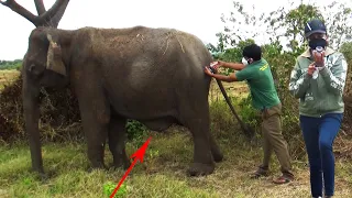 elephant with a tumor in his leg gets treated by/ SL WILD TV