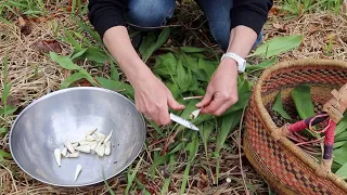 Wild RAMPS... How to Dig, Dehydrate + make a DELICIOUS Soup! Spring's BEST wild edible!