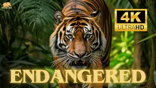 ENDANGERED ANIMALS 4K ULTRA HD with Names and Tropical Music