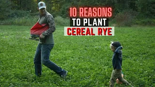 10 Reasons To Plant Cereal Rye In Your Food Plots