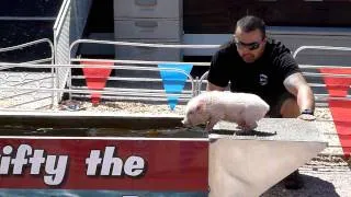 Swifty The Swimming Pig at the Clark County Nevada Fair 2011