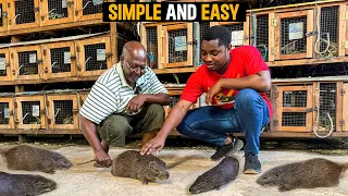 How To Start a Successful Grasscutter Farm as a BEGINNER in Ghana With LESS CAPITAL - DETAILED STEPS