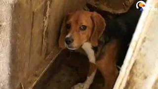 10 Beagles Are Rescued Just In Time