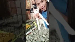 ilagay ko ulit Dito sa labas ng cage#cat#catvideos #catviral #pets