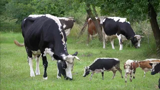 Najlepsza Wydajność na poziomie 6.000 kg mleka - Białogrzbiety