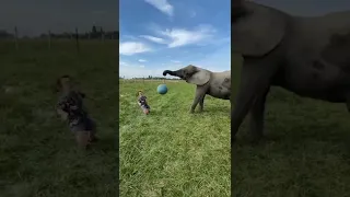 Small Child Surprise Elephant 🐘 #shorts