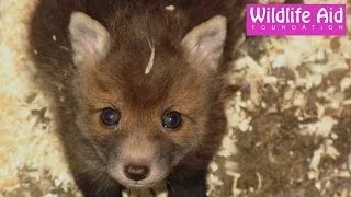 Cute baby fox calling for mum