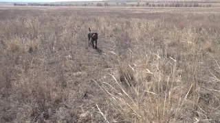 Обучаю дратхаара стоять в стойке пока я сам не подниму и подстрелю птицу.