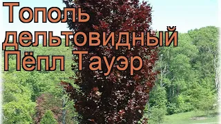 Тополь дельтовидный Пёпл Тауэр (pyepl-tauer) 🌿 обзор: как сажать, саженцы тополя Пёпл Тауэр