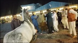 Horse Dance Mandhi program in I/14 Islamabad