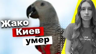 Киев умер!  Жизнь и смерть птенца ЖАКО. Почему не стоит покупать попугая жако? Болезни попугаев