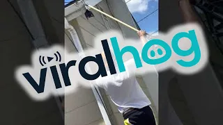 Bird Rescued after Getting Head Stuck In Roof Gutter || ViralHog