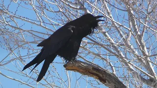 Raven calling to friends