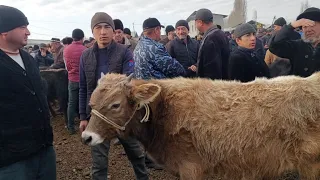 Yangiqõrģon tumani Begabod Mol bozori yosh buqalar narhlari 6.01.2024yil