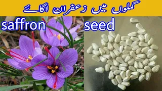 How to grow saffron plant from seed? Saffron bulbs grow at home | Beauty With Gardening